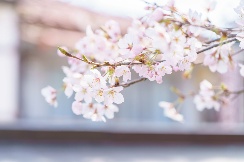 み吉野の山辺に咲ける桜花