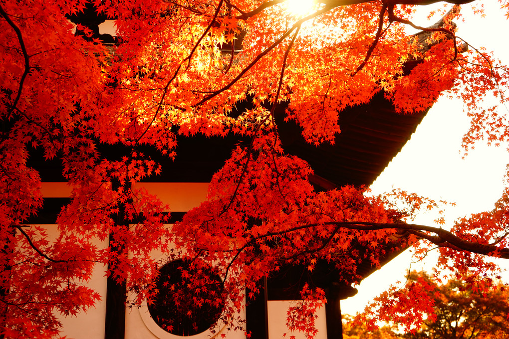 京都東福寺内、通りすがりの一枚