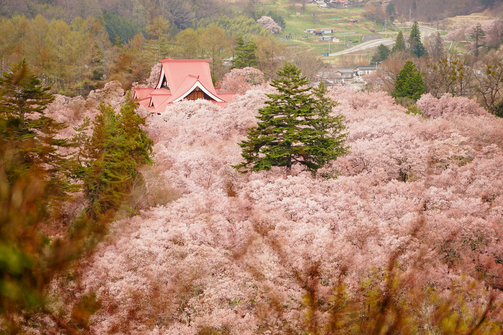 長野県、高遠城址公園っ！！