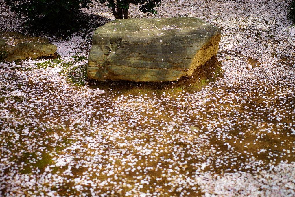 豪徳寺 散り桜