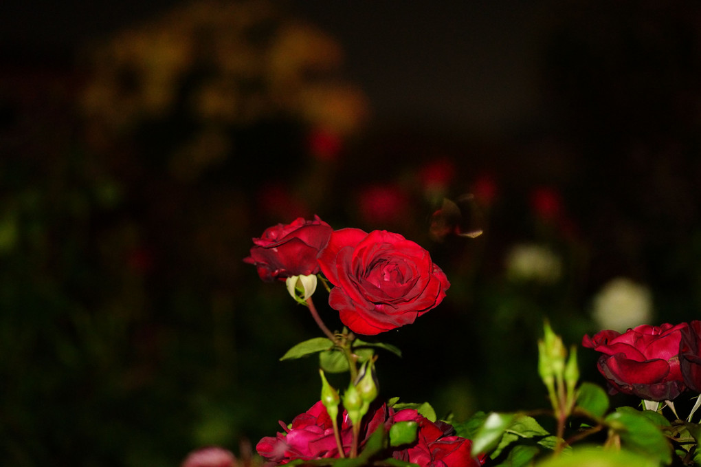 深夜の薔薇園
