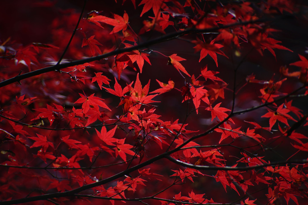 深紅の葉