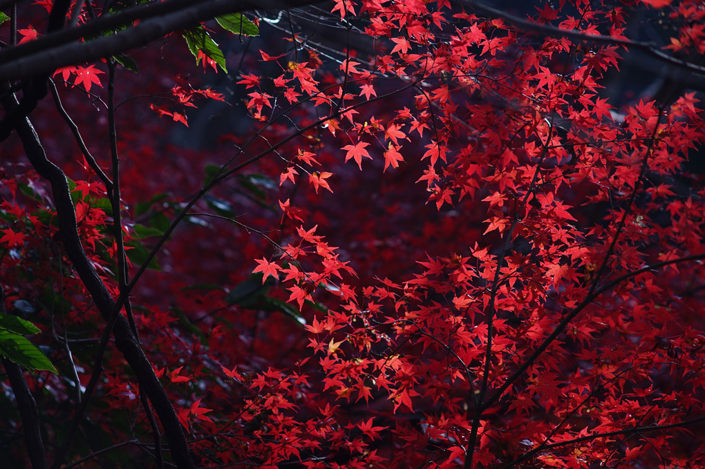 深紅の葉