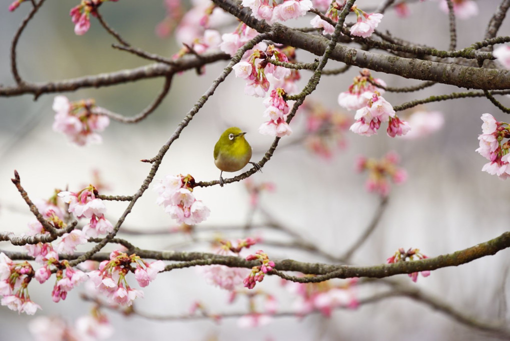 春はもうすぐ。河津桜とメジロちゃん