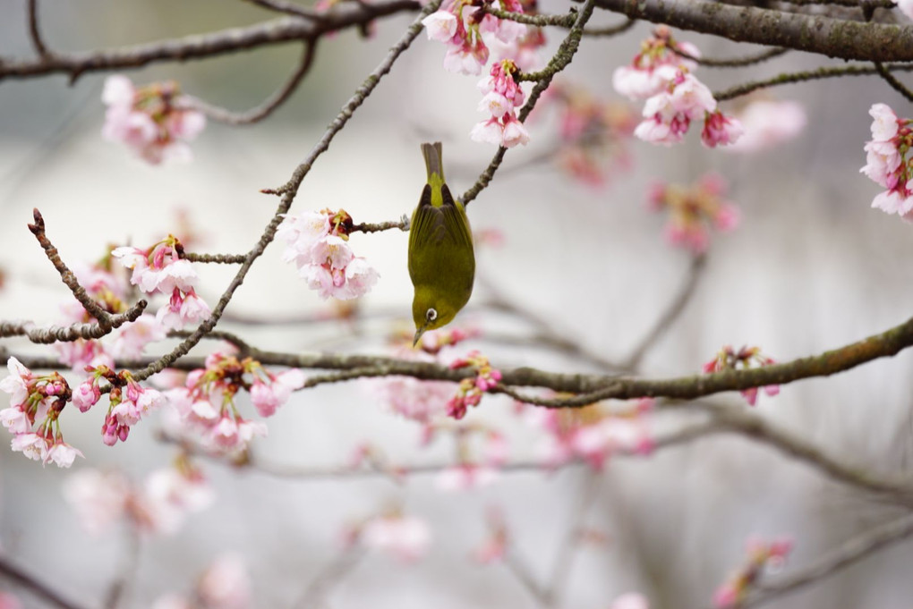 春はもうすぐ。河津桜とメジロちゃん