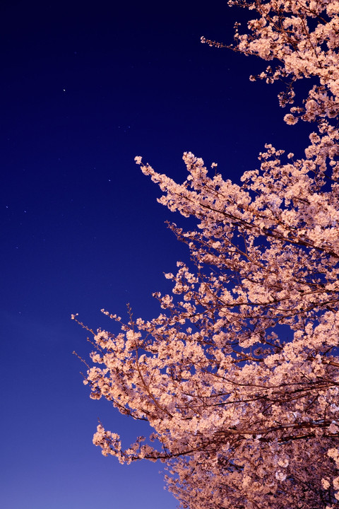 夜桜に微かな星々を添えて