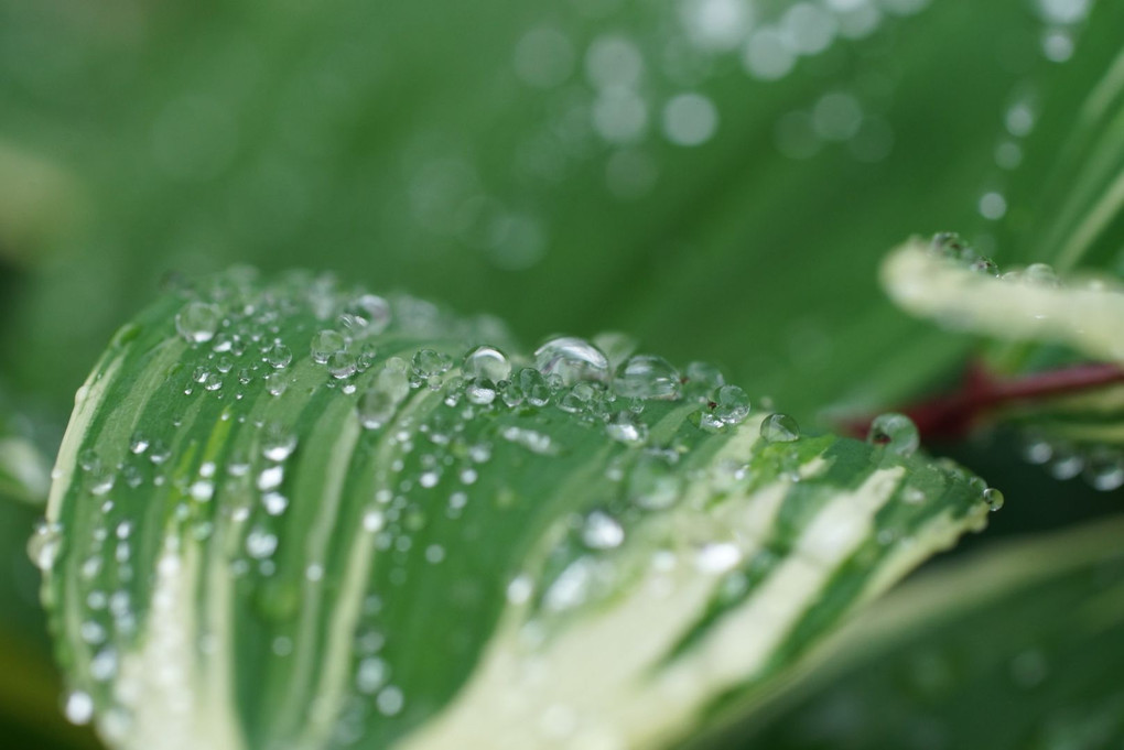 雨上がり