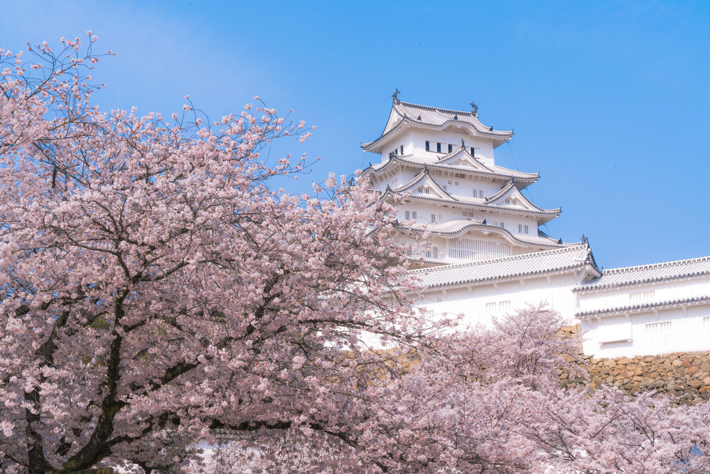 白鷺城と桜花