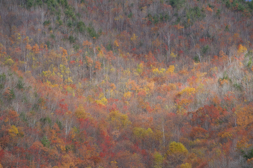 荘川の紅葉