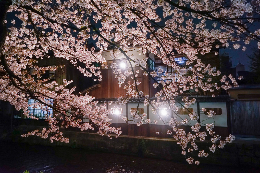 祇園白川宵桜