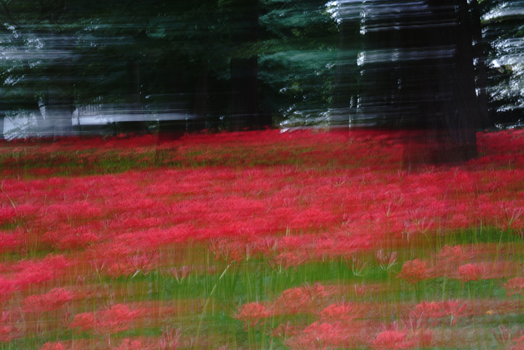 『　赤い花なら曼珠沙華 ♫ ♬   』