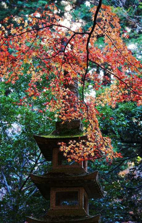 成田山公園・紅葉スペシャル  2021-12-04