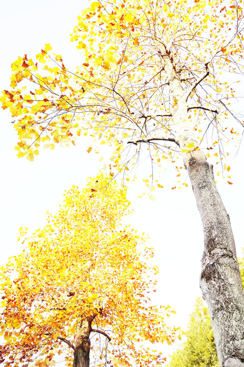  『 色付く私は枯れ葉となり、落葉と言われます。』