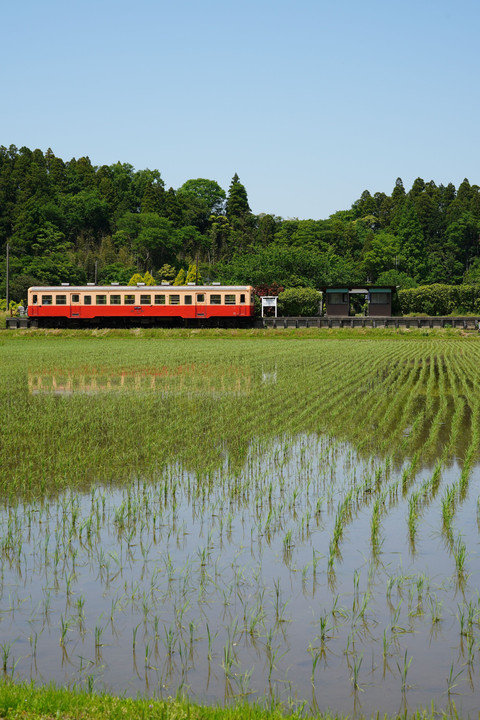 『 水田と里山を走る小湊鉄道 』