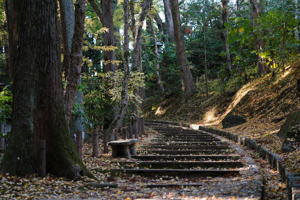『　成田山公園の秋紅葉　』