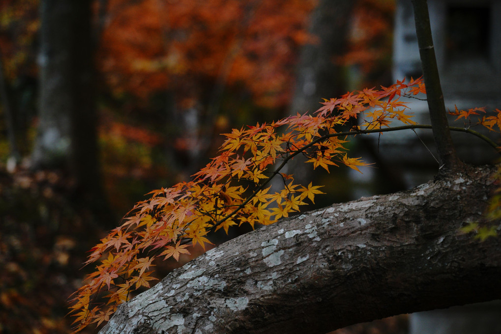 『　成田山公園の秋紅葉　』