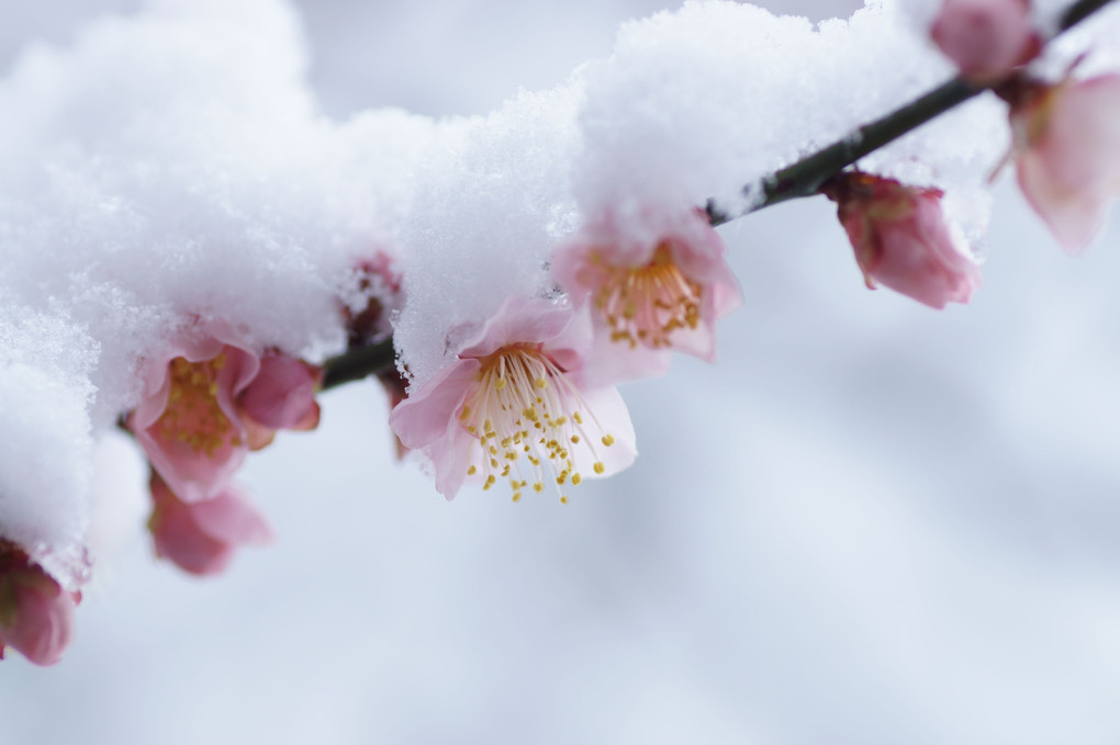 雪中梅図