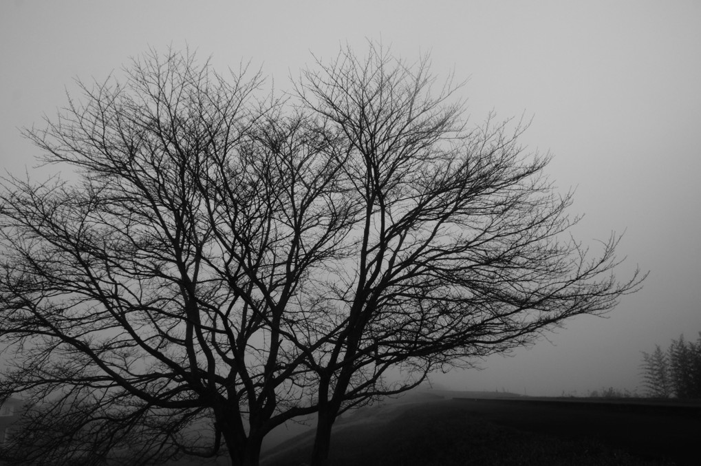 春を待つ桜の大樹も霧の中