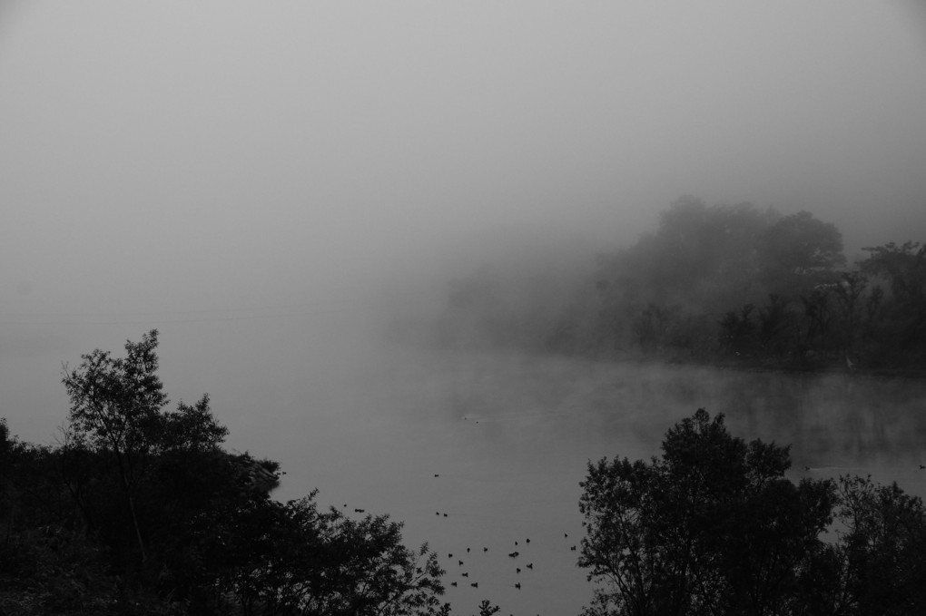 濃霧の朝、川そして鴨