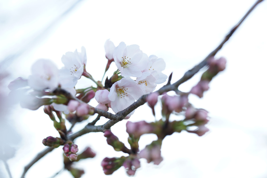 桜❀始めました