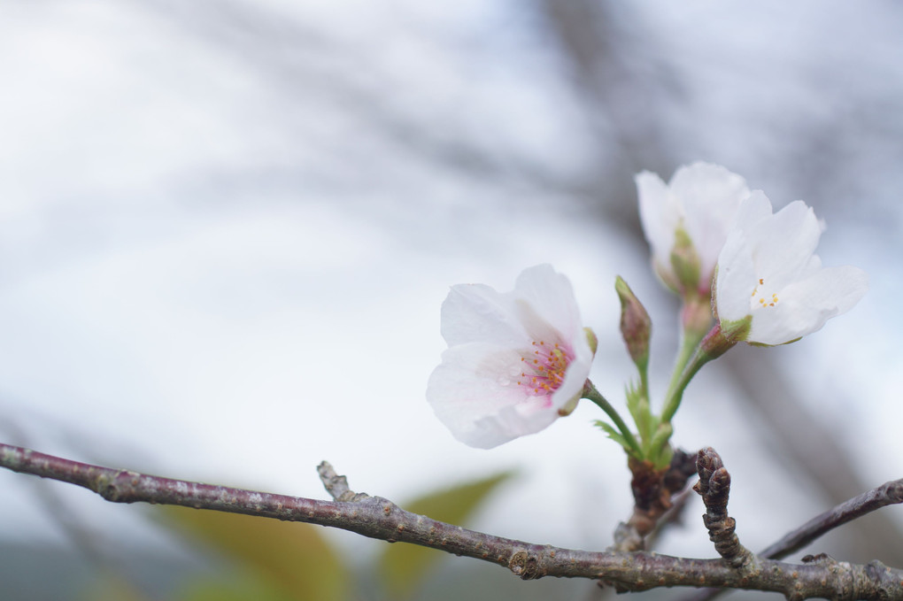 季節外れの桜咲く
