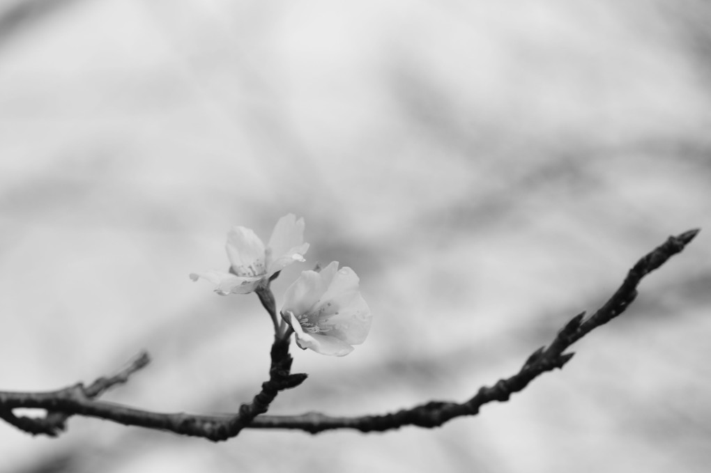 季節外れの桜咲く