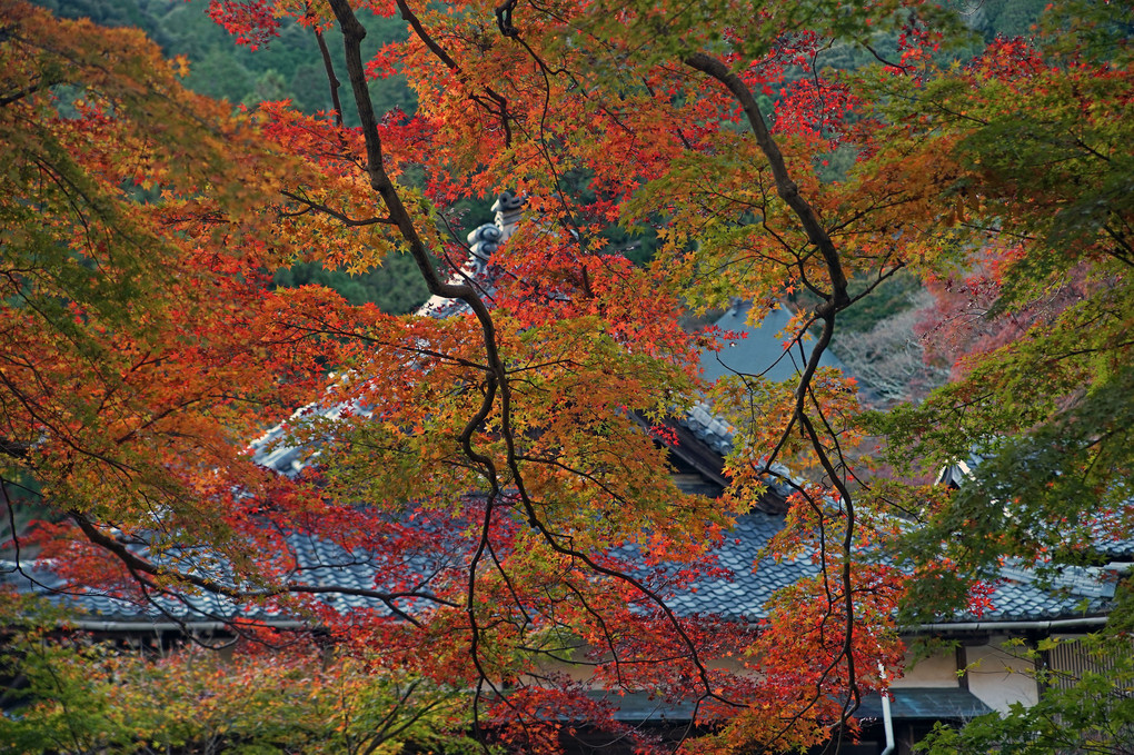 紅葉　普門寺