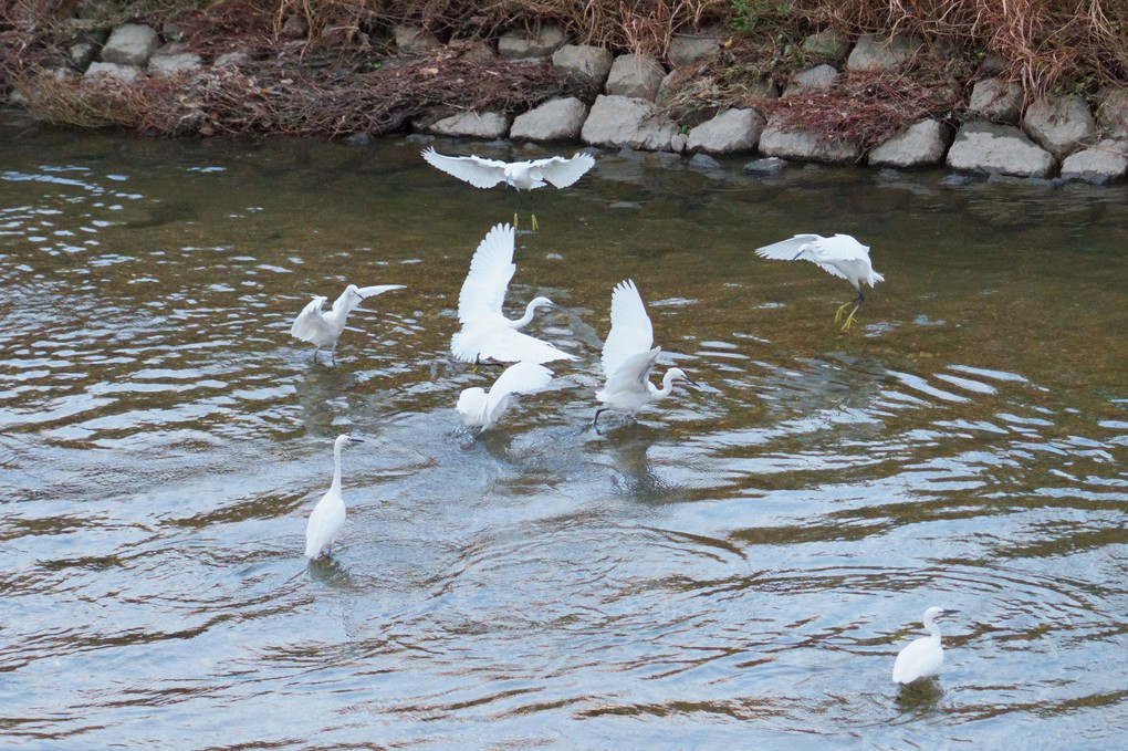 近くの川に集まる渡り鳥たち