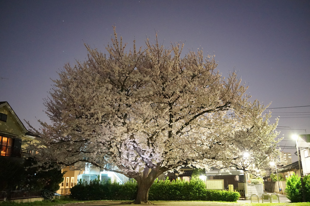 けんか広場の夜桜