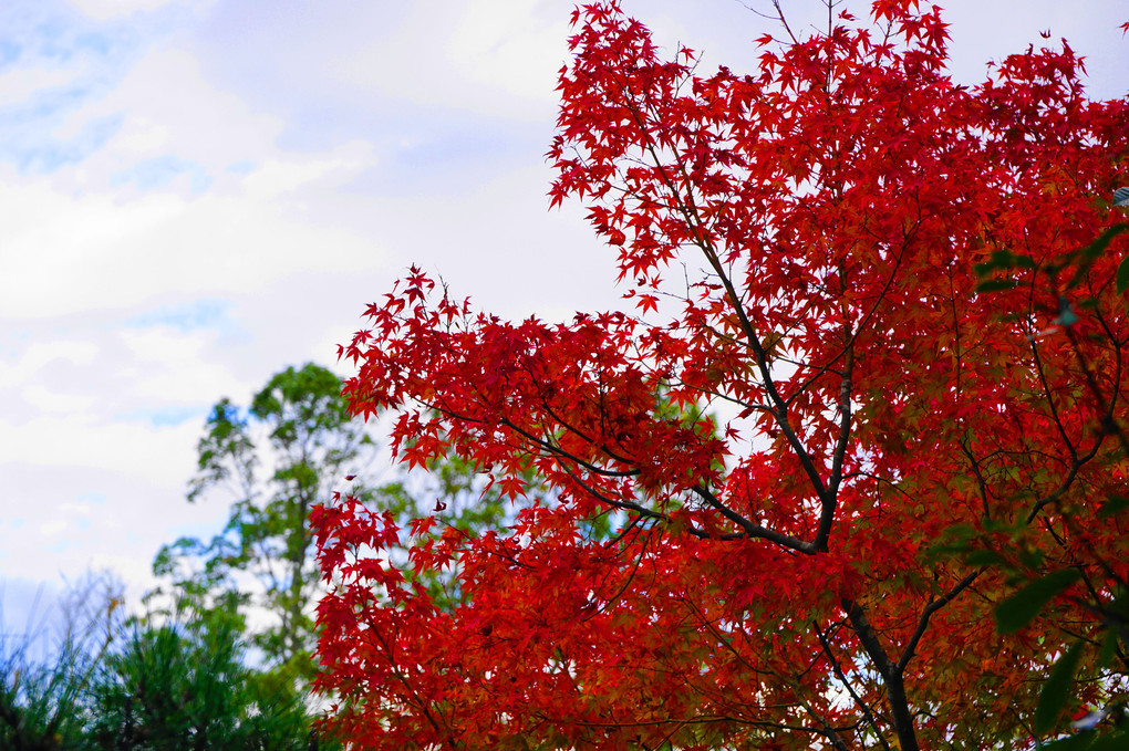 2017京都の紅葉