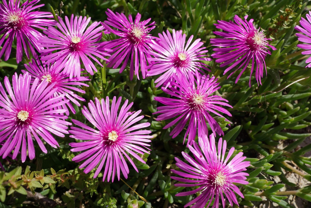 初夏の我家周辺の花達