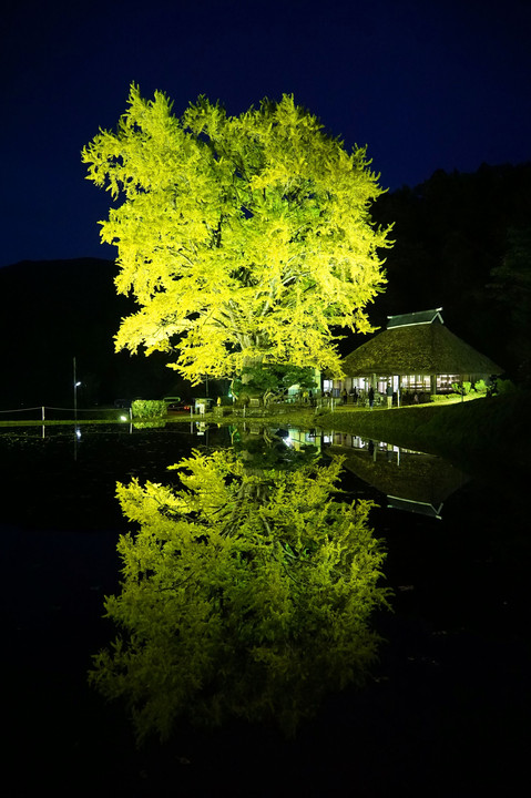 金言寺の大銀杏