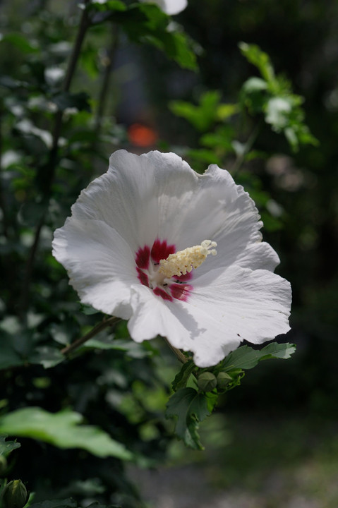 芙蓉の花も見頃！