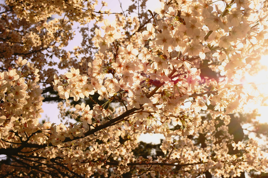 2015年の桜の風景