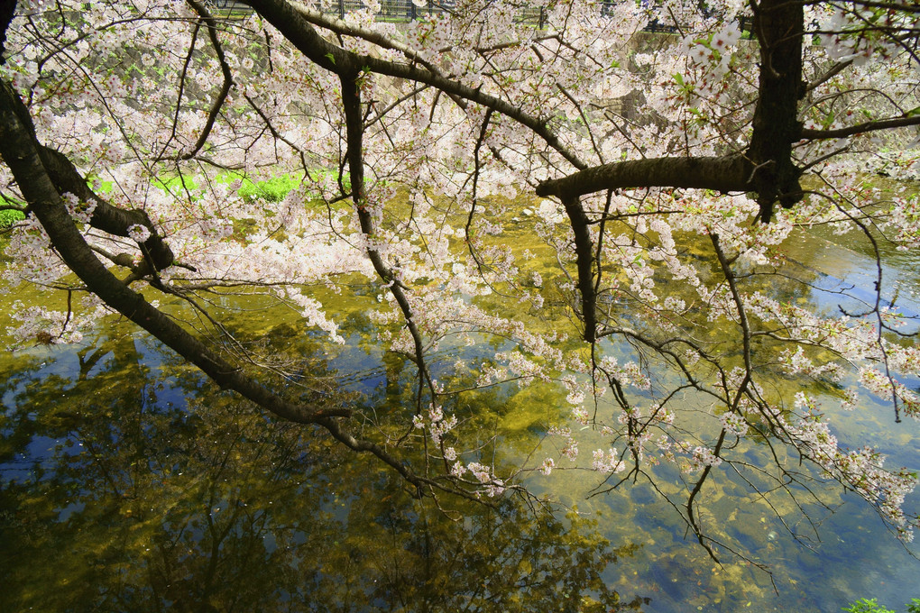 2015年の桜の風景