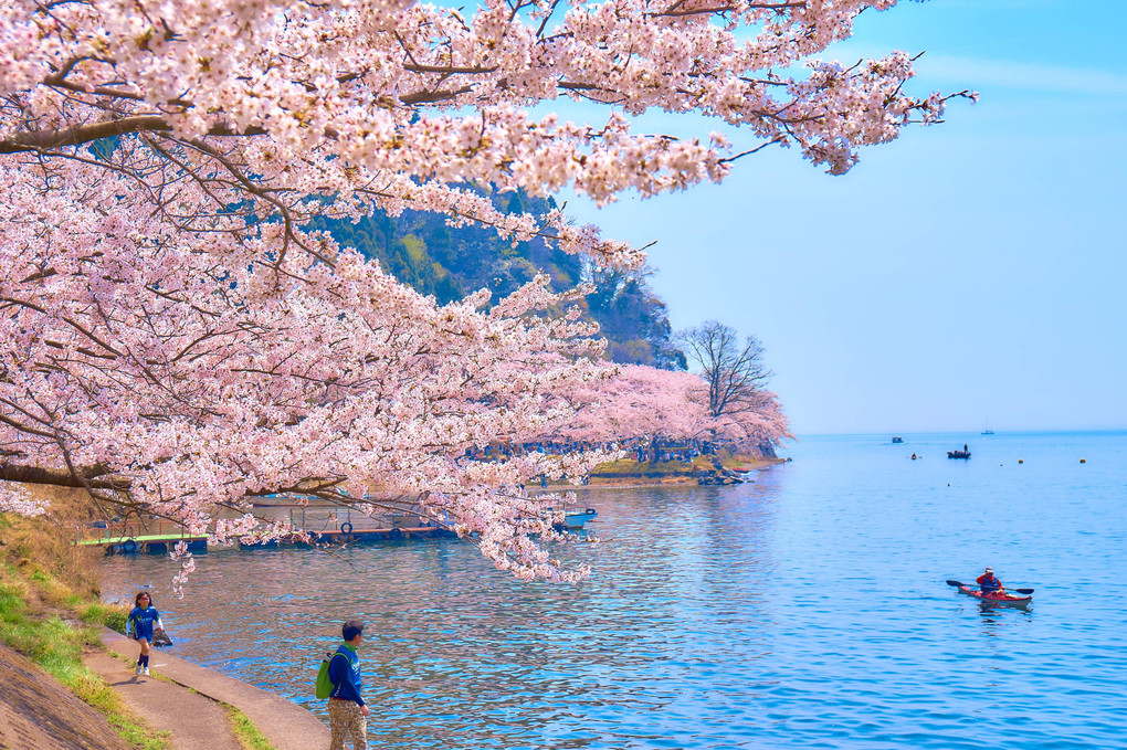 琵琶湖と桜Ⅱ