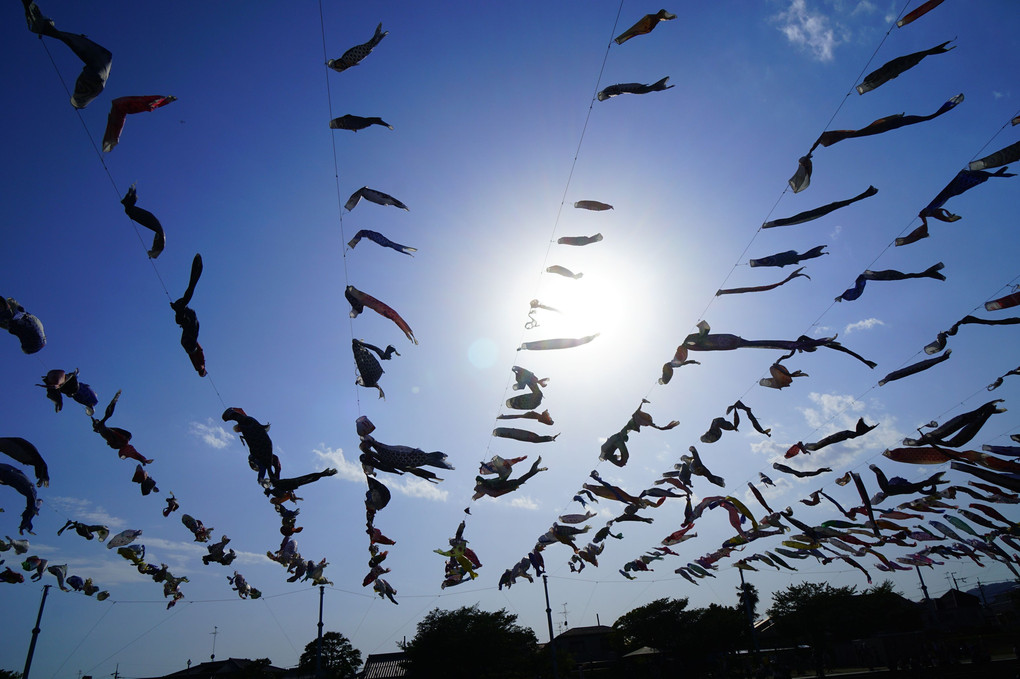 青空を泳ぐって気持ちイイな～