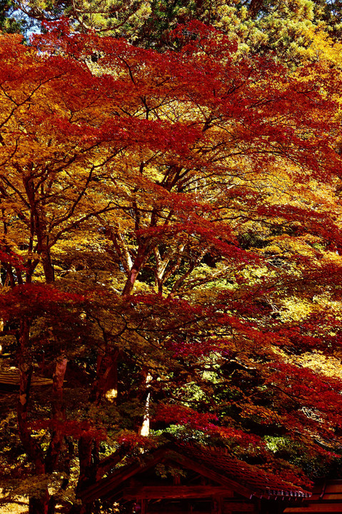 比叡山で紅葉巡り！