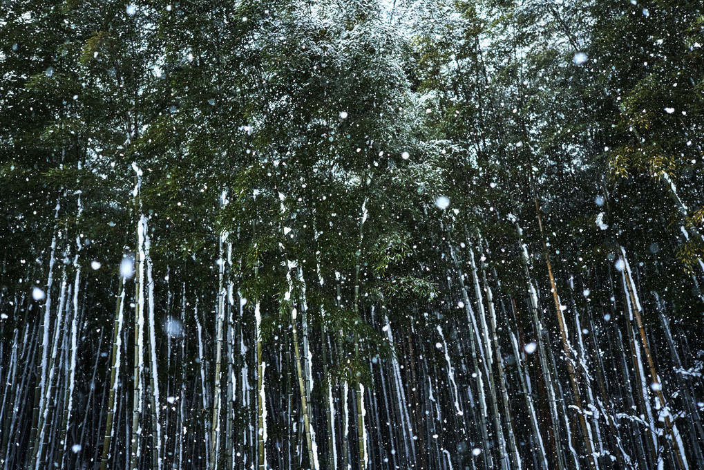凍える竹林の小径
