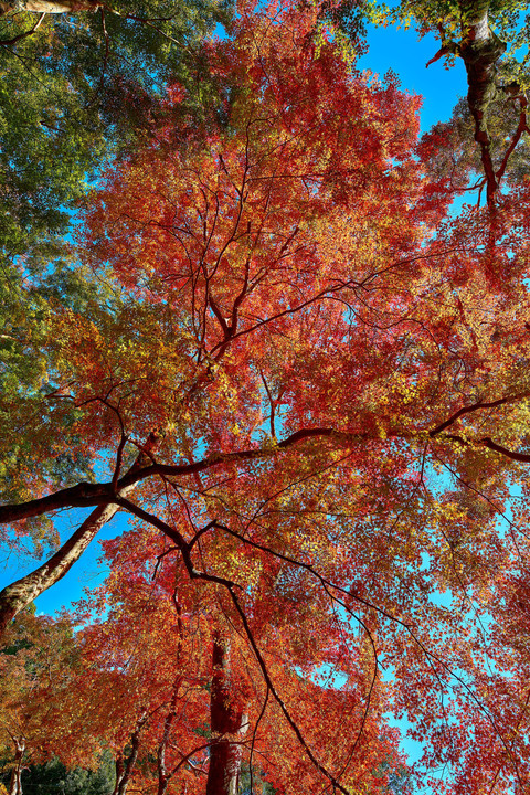 正暦寺、噂通りの紅葉の美しさです！