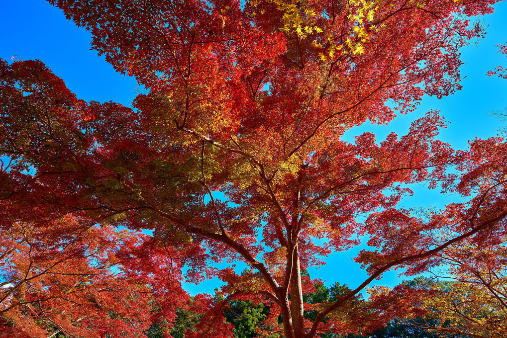 正暦寺、噂通りの紅葉の美しさです！