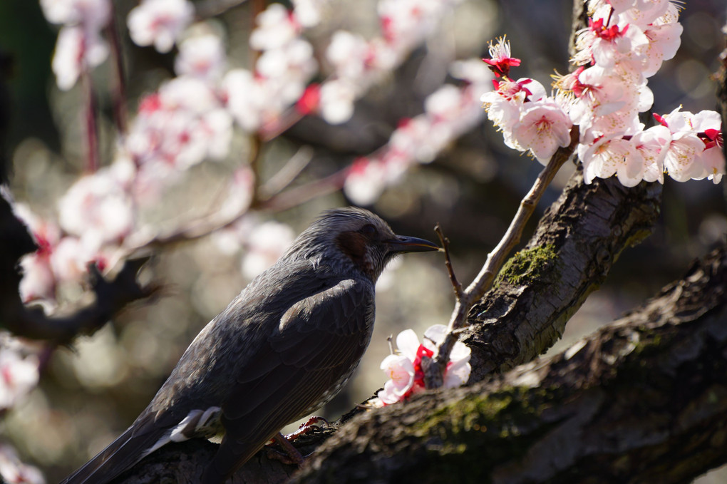 春の足音！梅に飾られた大阪城と鳥さん達のハーモニー♪