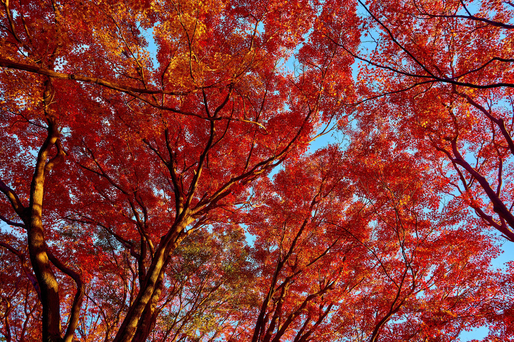 Autumn Milky Way