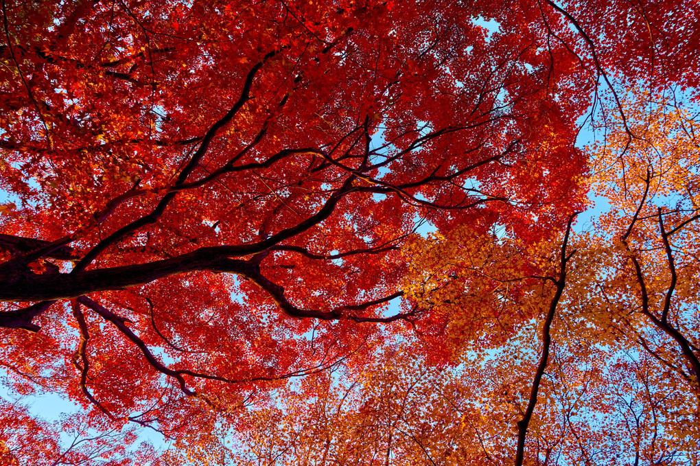 Autumn Milky Way