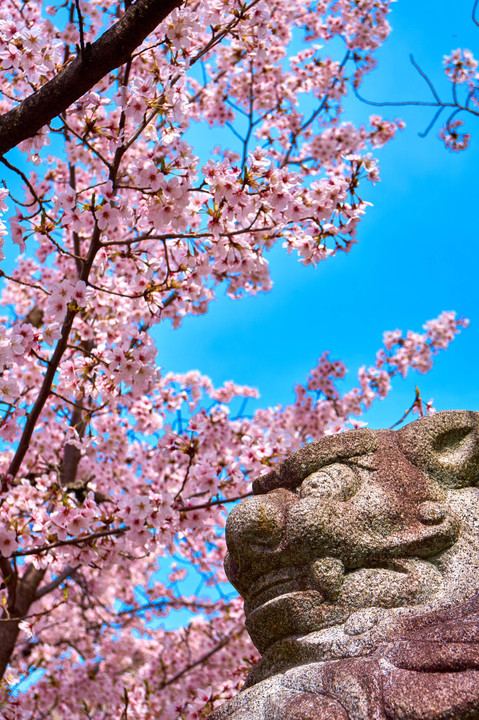 京都の桜、前哨戦