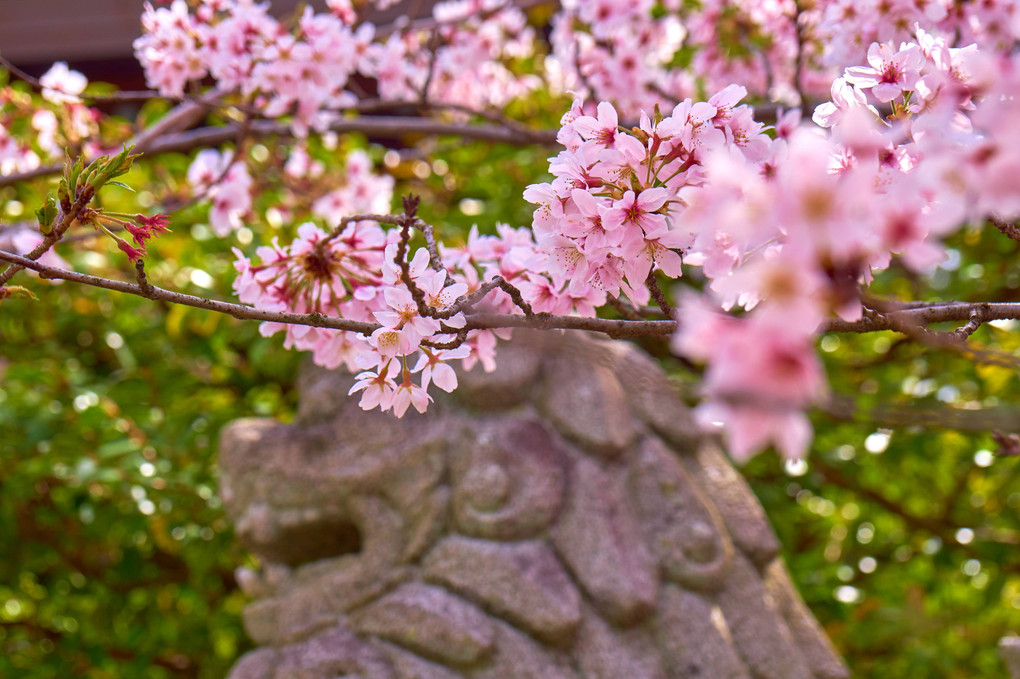 京都の桜、前哨戦