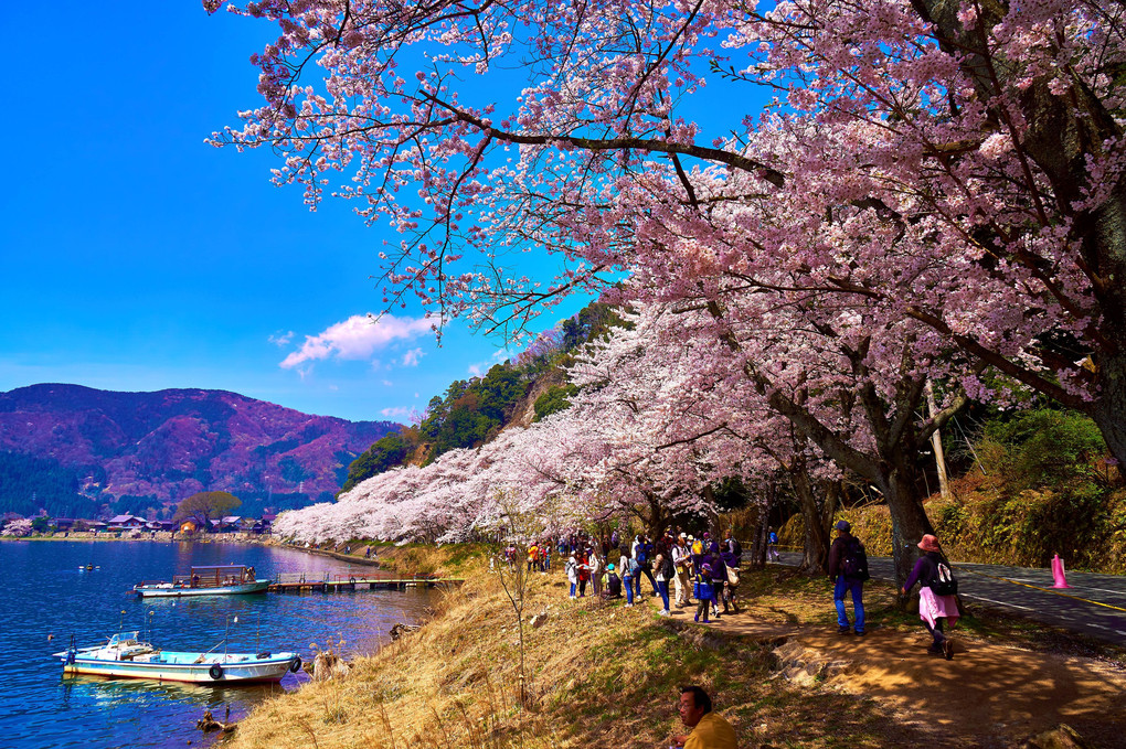 琵琶湖と桜並木Ⅰ