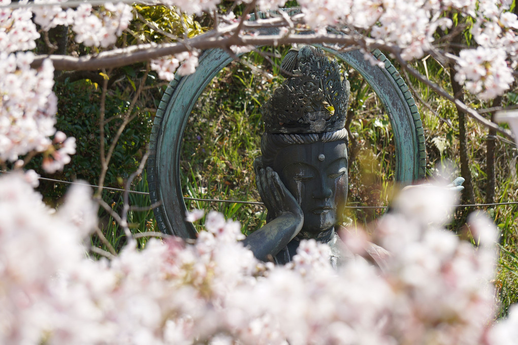 関西の春の一報。紀三井寺！