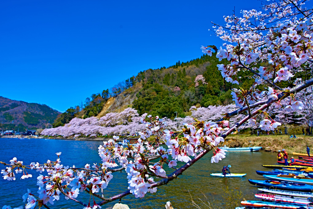 琵琶湖に春がやって来た♪