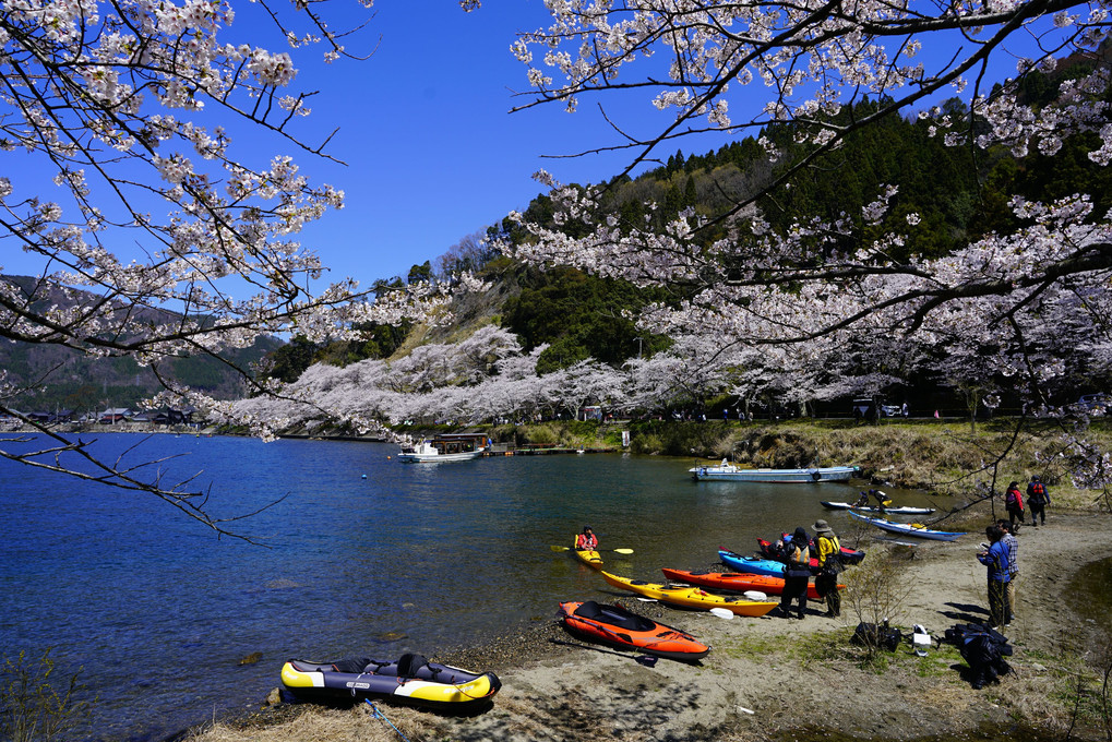 琵琶湖に春がやって来た♪